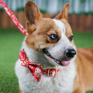 Dog Pen And Dog Leash Set: The Perfect Companion for Your Furry Friend