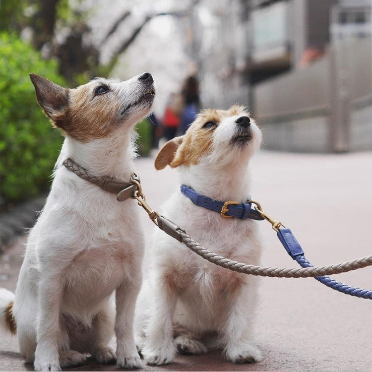 Elevate Your Dog's Style with Our High-End Large Dog Collar