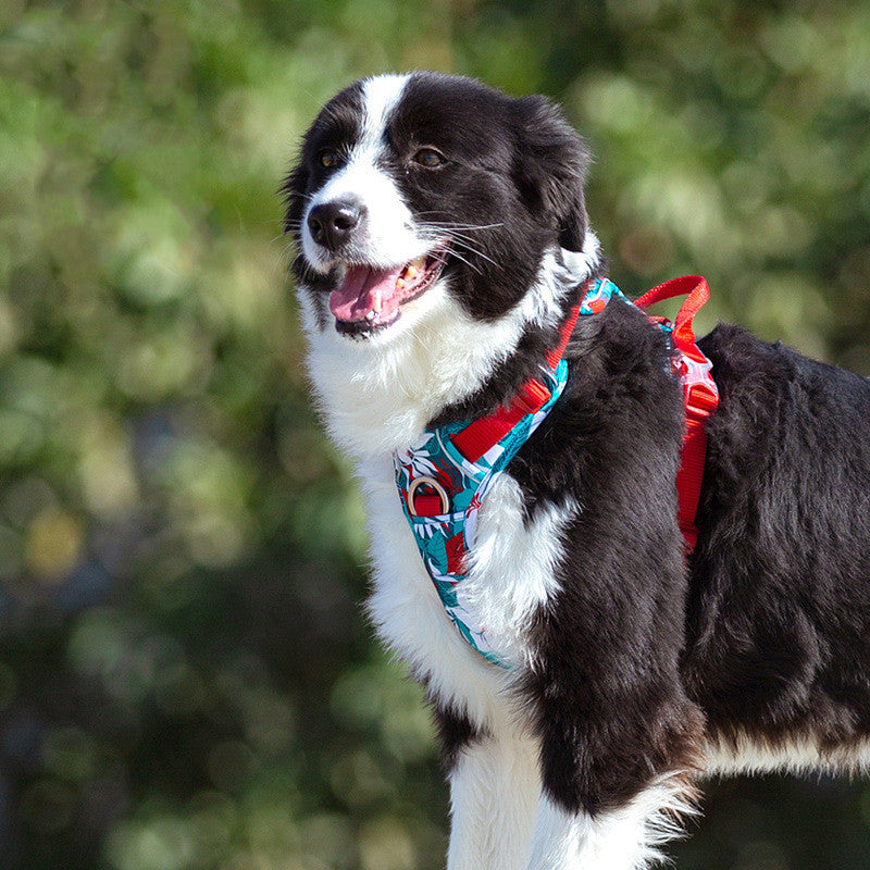 Dog leashes dog chain vest  straps