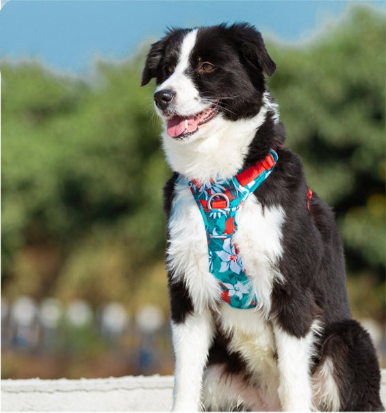 Dog leashes dog chain vest  straps