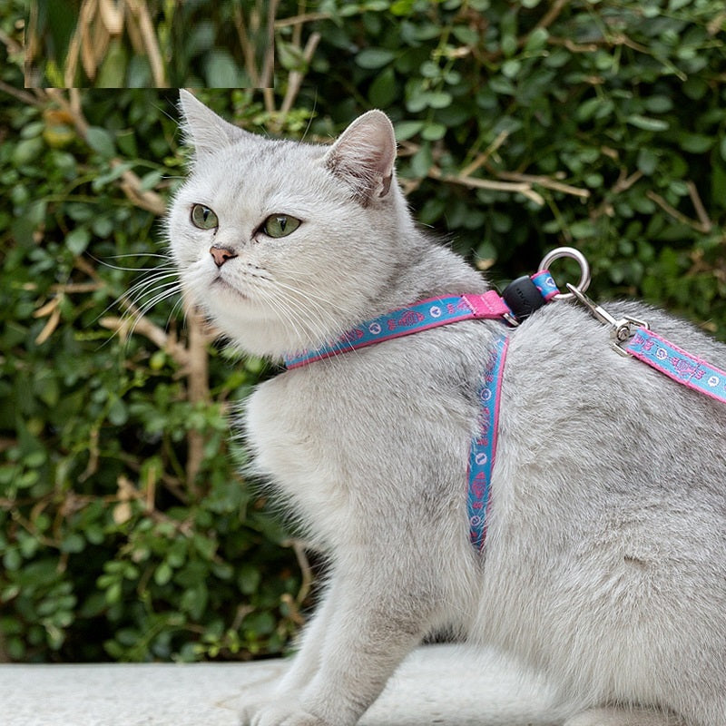 Package Vest Small Dog Teddy Leash