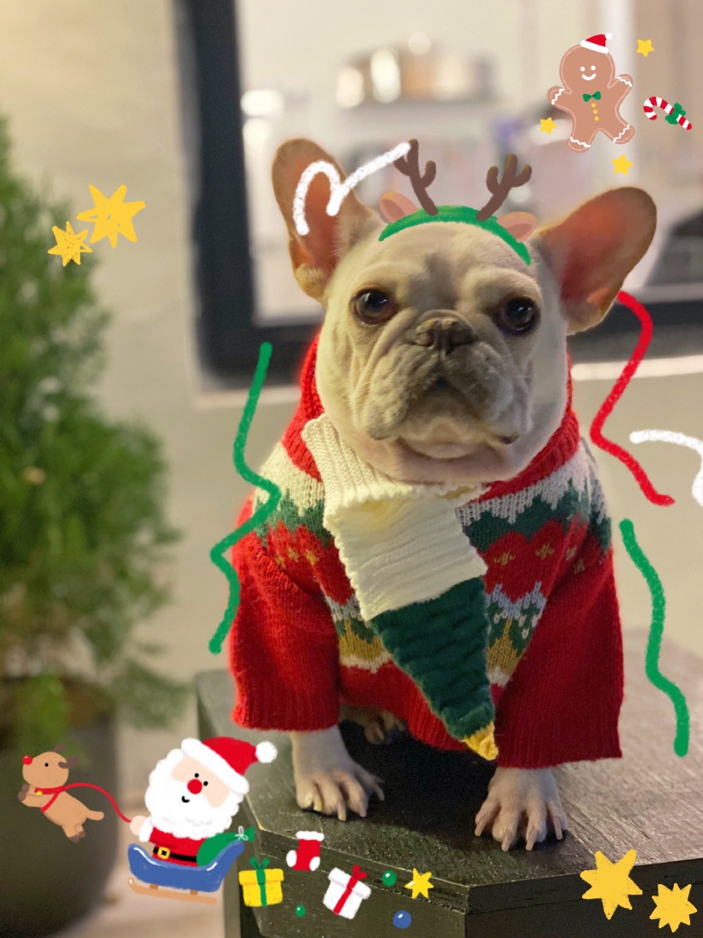 Pet Christmas Sweater Dog