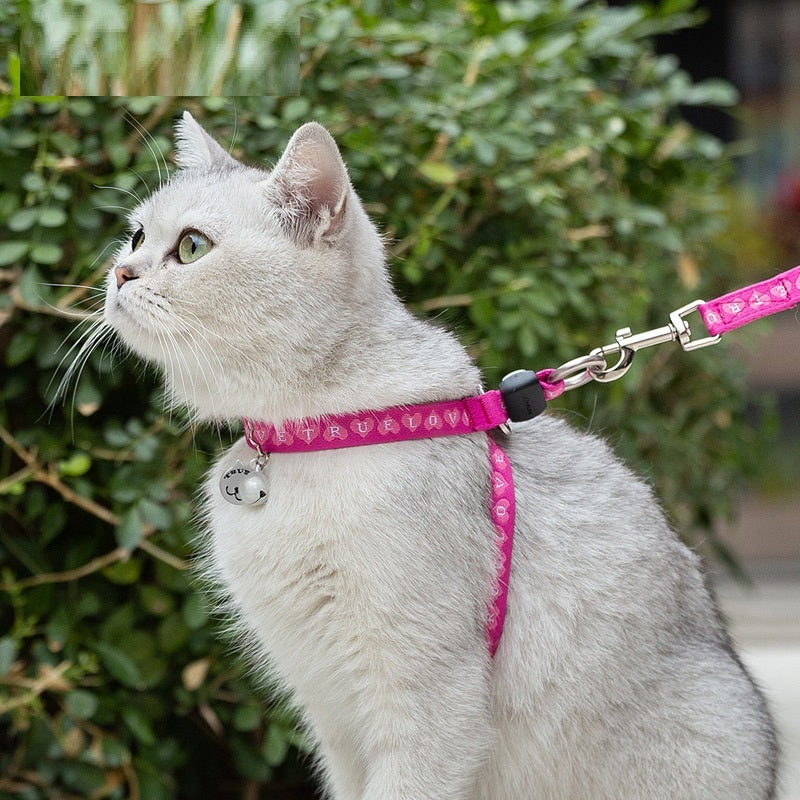Package Vest Small Dog Teddy Leash